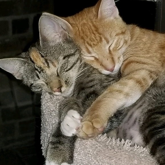 Pet hair possible 😍🐶🐱❤️ - Picture 3 of 8